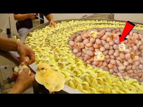 देखिए ये मशीन सेकंडों मे अंडे से मुर्गी के बच्चे कैसे निकालती है  |  Poultry farm technology machine