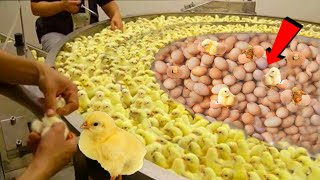 देखिए ये मशीन सेकंडों मे अंडे से मुर्गी के बच्चे कैसे निकालती है  |  Poultry farm technology machine