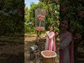 लीची तोड़ने की देसी मशीन🍒 | किसान दीदी का कमाल देखकर हैरान रह जाएंगे😱|#LitchiHarvest #FarmingMachine