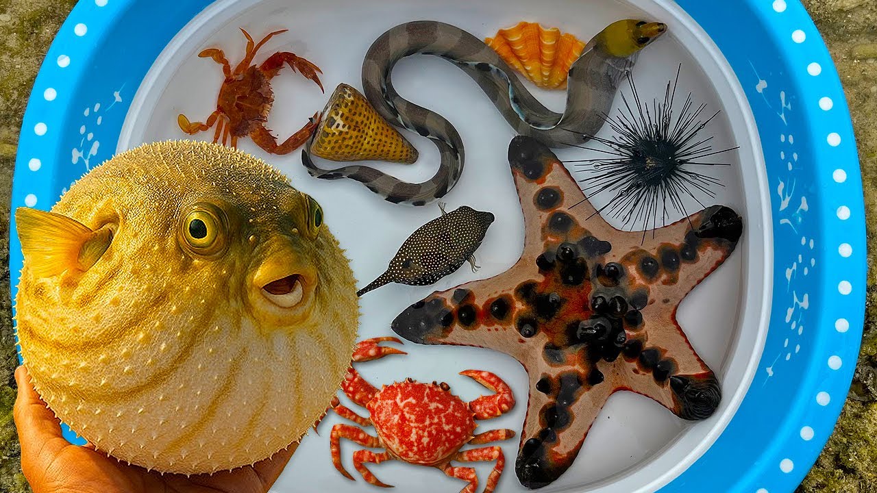 Tangkap ikan buntal dan kerang, belut, kelomang, keong, ikan hias, kepiting, bintang laut, stonefish