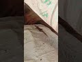 AJOB PRANI, VOI PAI NA