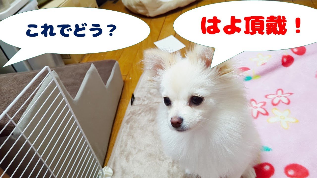 食べてくれなくなったカリカリご飯に〇〇〇を混ぜてみると♪