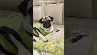 Pug ke sath Meri Feelings❤️Emotional Bond #dog #shortsfeed #shorts #shortvideo #trending #viralvideo