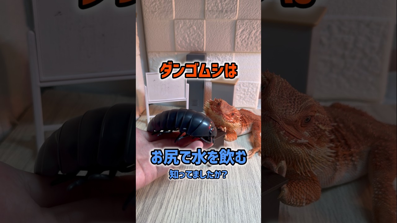 【豆知識】ダンゴムシはお尻で水を飲みます