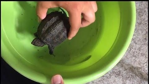 Thử mua rùa Comx size8 trên facebook giá 300 cành | Nhật ký nuôi Comxflo 1