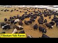 Tibetan farmers raise millions of yaks this way  farming documentary