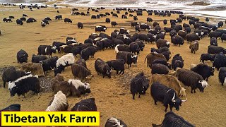 Tibetan Farmers Raise Millions Of Yaks This Way - Farming Documentary