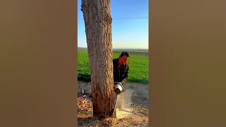 Chainsaw Tree Cutting in Action! Watch This Powerful Machine Take Down Trees Like Butter!