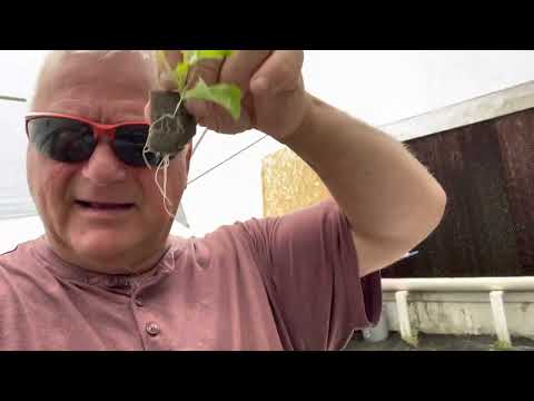 Quick NFT Hydroponic planting tip in the Greenhouse