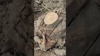 Fantail Let Me Get Close