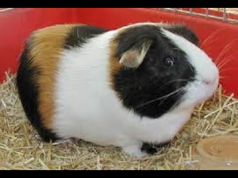 Ufugaji Wa Simbilisi Afrika ~ Guinea Pigs Raising System In Africa