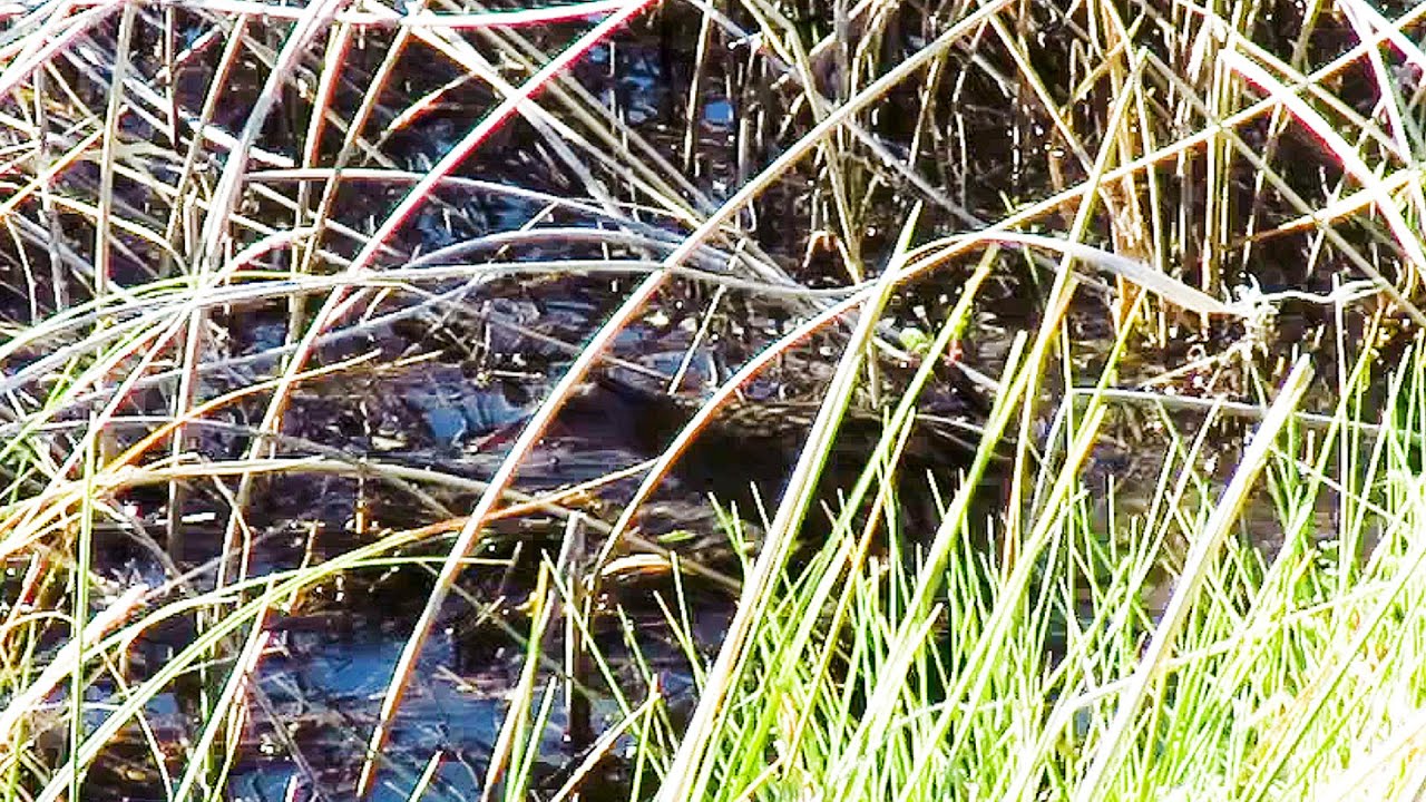 Austral Rail - near endemic & vulnerable - YouTube