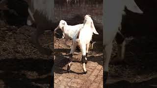 Amber line hedrabadi Bakra 1 quality