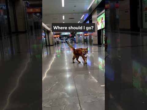 고양이 출근길  어디로 가야 하나?  #고양이 #출근길