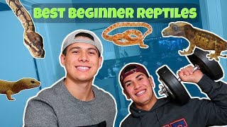 TOP 5 BEGINNER REPTILES!