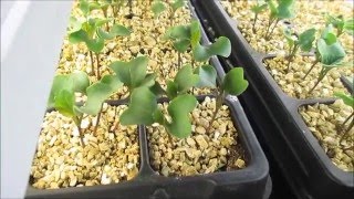 Seedling Update, Happy Happy! Ep #1609