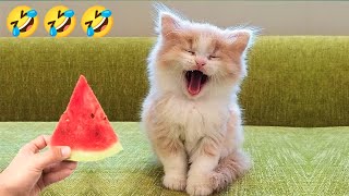 FUNNY CAT VIDEOS 2023😺-😆 Funniest cats 2023#5