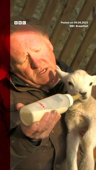 BBC reporter tries and fails to feed newborn lamb on live tv. #BBC #BBCNews
