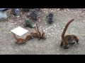 Una familia de tejones y mapaches roba comida