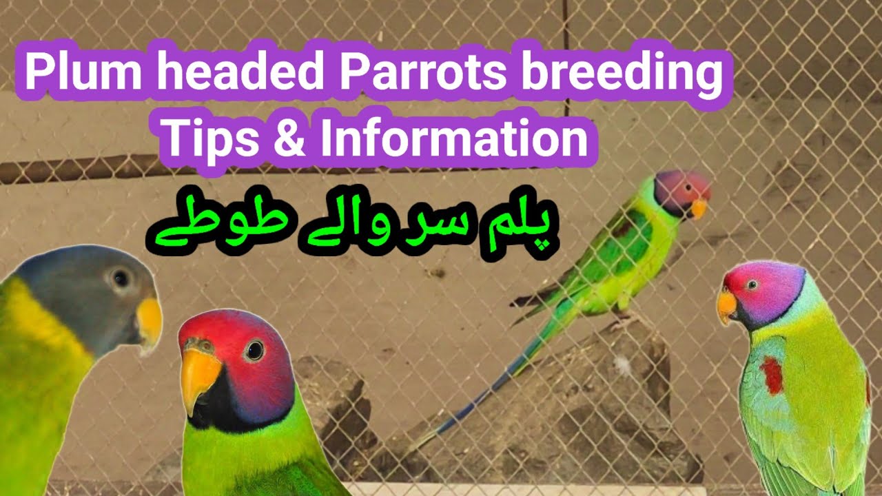 plum headed parrots breeding tips & information / پلم سر والے طوطے/plum headed parrot sound
