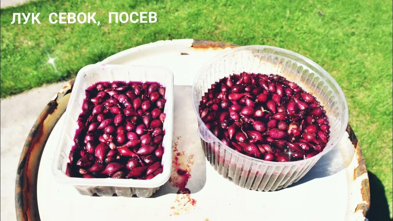 Как замочить тюльпаны перед посадкой