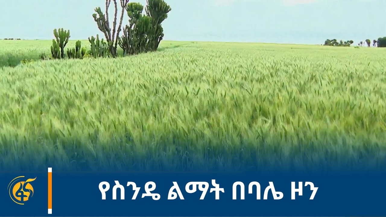 የስንዴ ልማት በባሌ ዞን