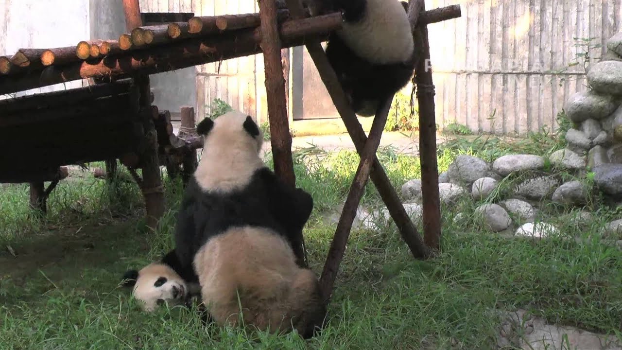 pandas merge 20150725 Broadcast Top Highlights 直播精彩集錦 大娇和梦梦、茜茜在玩耍