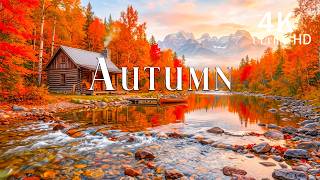 🍂 When Autumn Feels Like a Dream | Golden Forests, Fall Foliage & Peaceful Nature 4K