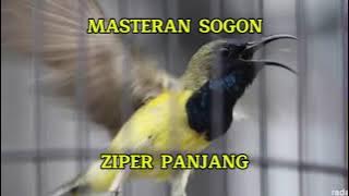 masteran sogon ziper panjang masteran mewah