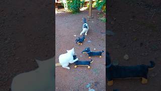 La invasión de Gatos 🐈🐱😱 #gatos #perrosalchicha