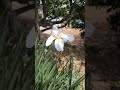 #flower