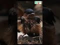 Little Welcome Swallow sits side on a rock / #swallow #trending #viralvideo