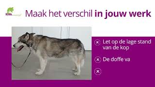 Kynomassage promotie Kynologisch Masseur