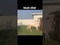 Shane Mirwal biggest beauty Dear Ashraf Khan mirwal