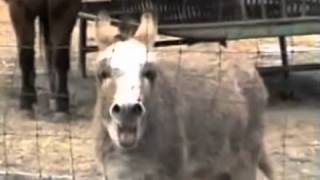 Song Jaycueaitch-Adam-Paul-Green Glasgow Uk Letting-Off-Steam A-Fifth-Year-Of-Steam