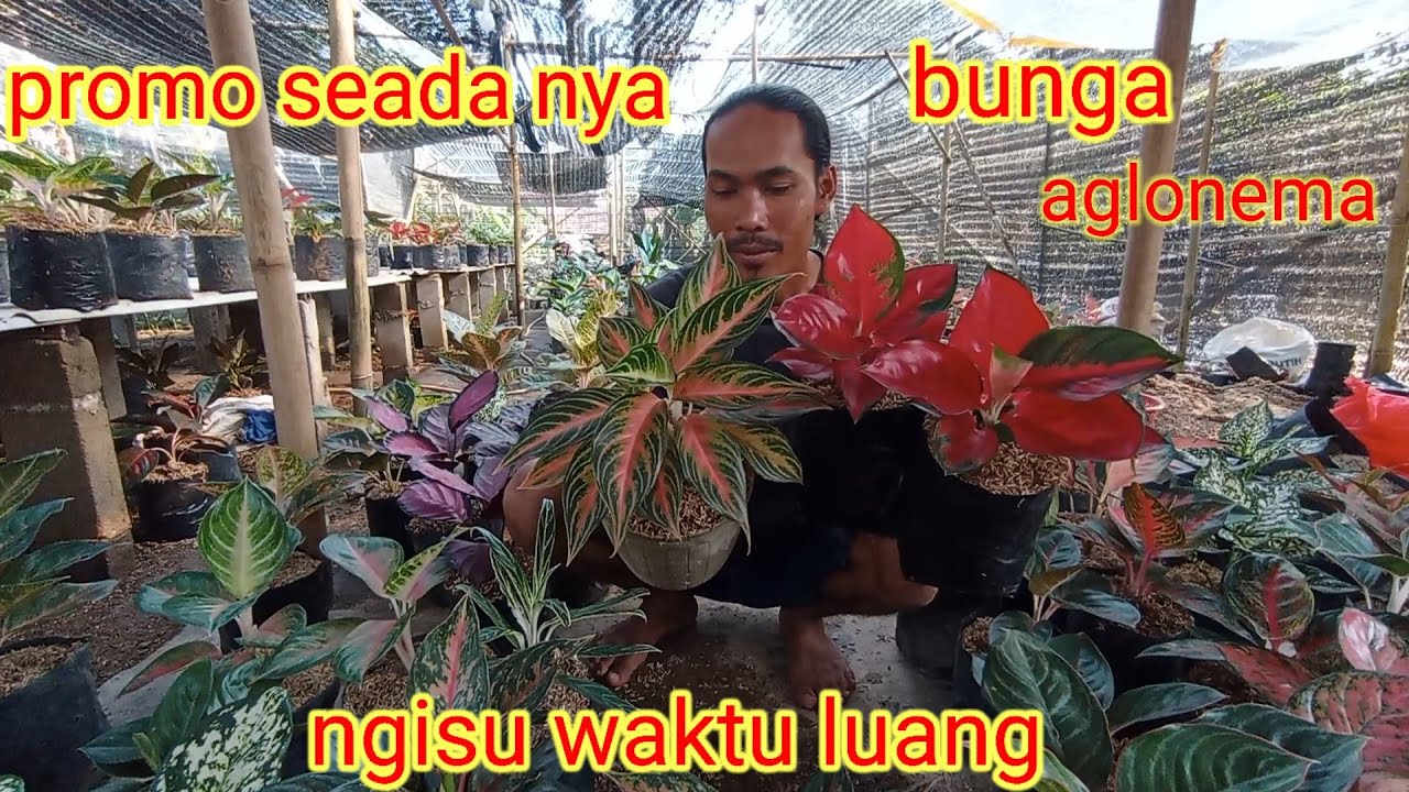 promo seada nya bunga aglonema rimbun rimbun