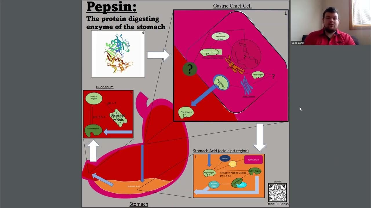 Pepsin The Protein Digesting Enzyme of the Stomach YouTube