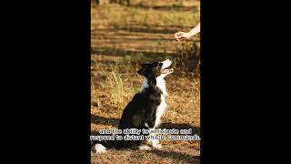 Fun facts about the smartest dog #shorts #pets #border collie