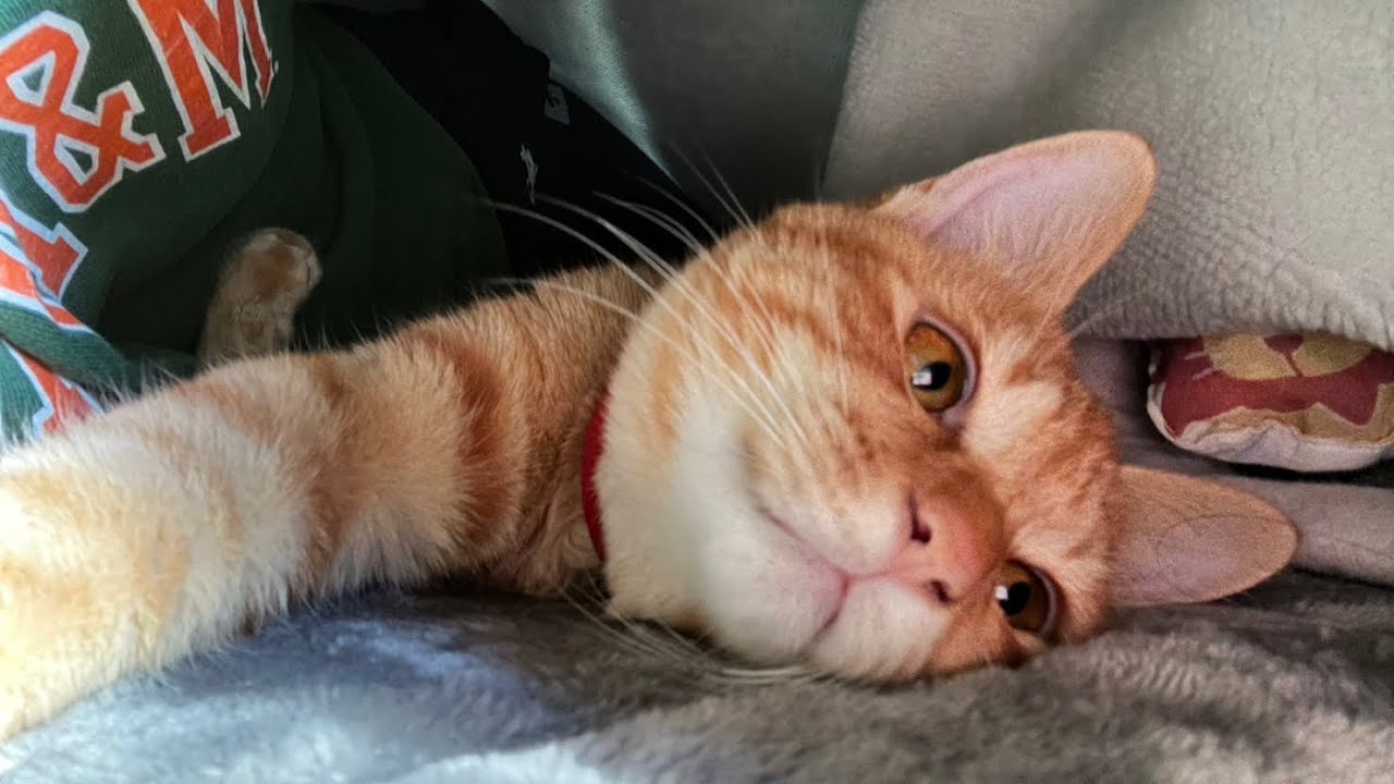 【保護猫】寒くなり子猫が甘えん坊になってしまいましたwww