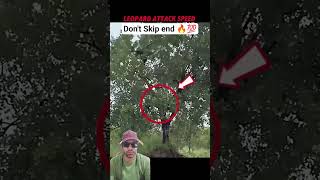 Leopard Leaps Up the Tree… Then Chaos Begins 🌳🔥#shorts