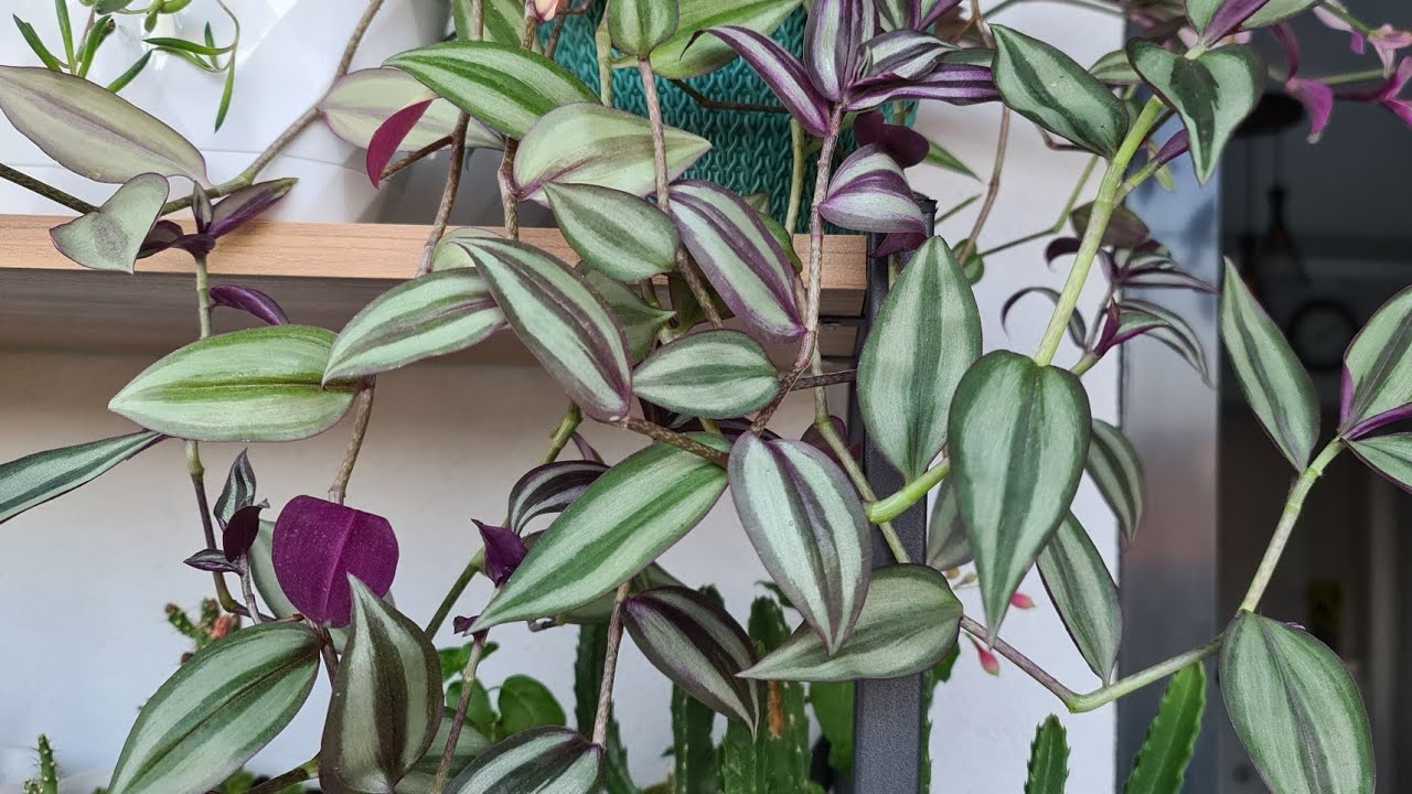 Telgraf Çiçeği Bakımı Çoğaltılması 💜🌿 / Balkondaki Çiçeklerim