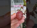 anggur import #youtubeshorts #fruit #grape