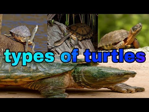 Video: How To Determine The Type Of Turtle