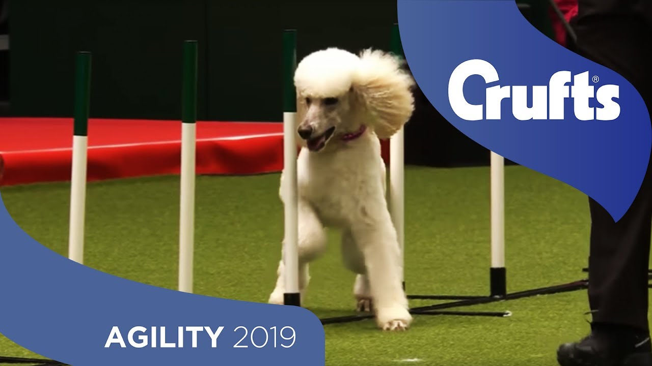 Agile Poodle Nails The Agility Run Crufts 2019 YouTube