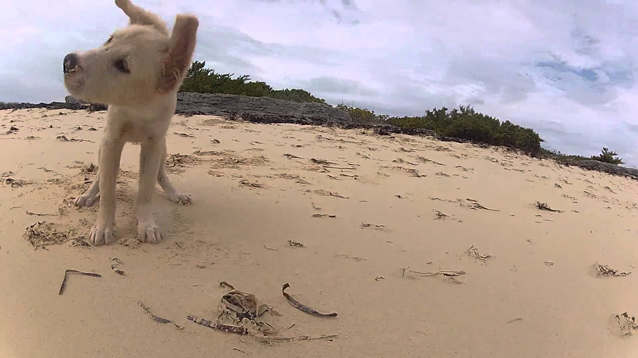 Potcake puppies playing on the beach in Turks and Caicos