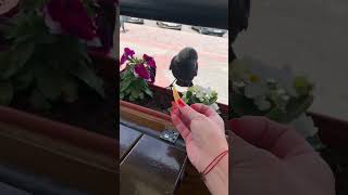 Urban Bird Takes French Fry Directly From Hand