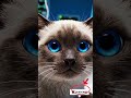 lucu tapi kasihan #aicats #cat #animalintelligence #cute