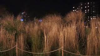 Experimental shot : Tall grass panning to clear dark sky