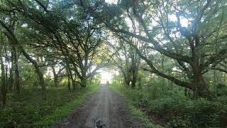 Lower Green Swamp between trails