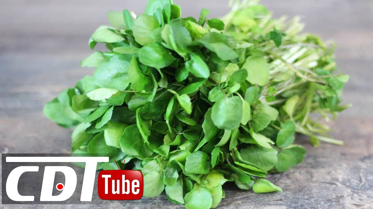 Cresson usages et propriétés médicinales CDT NEWS YouTube